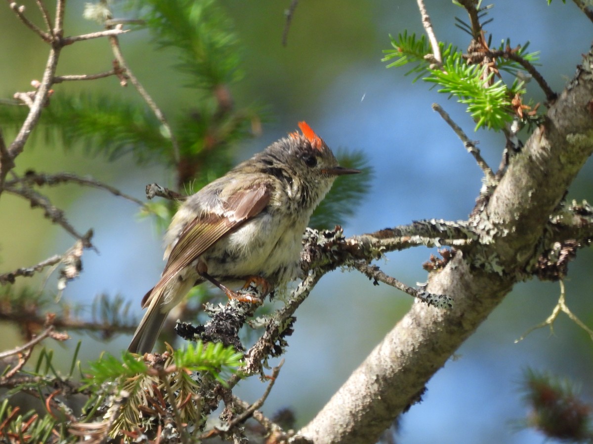 Ruby-crowned Kinglet - ML638631534