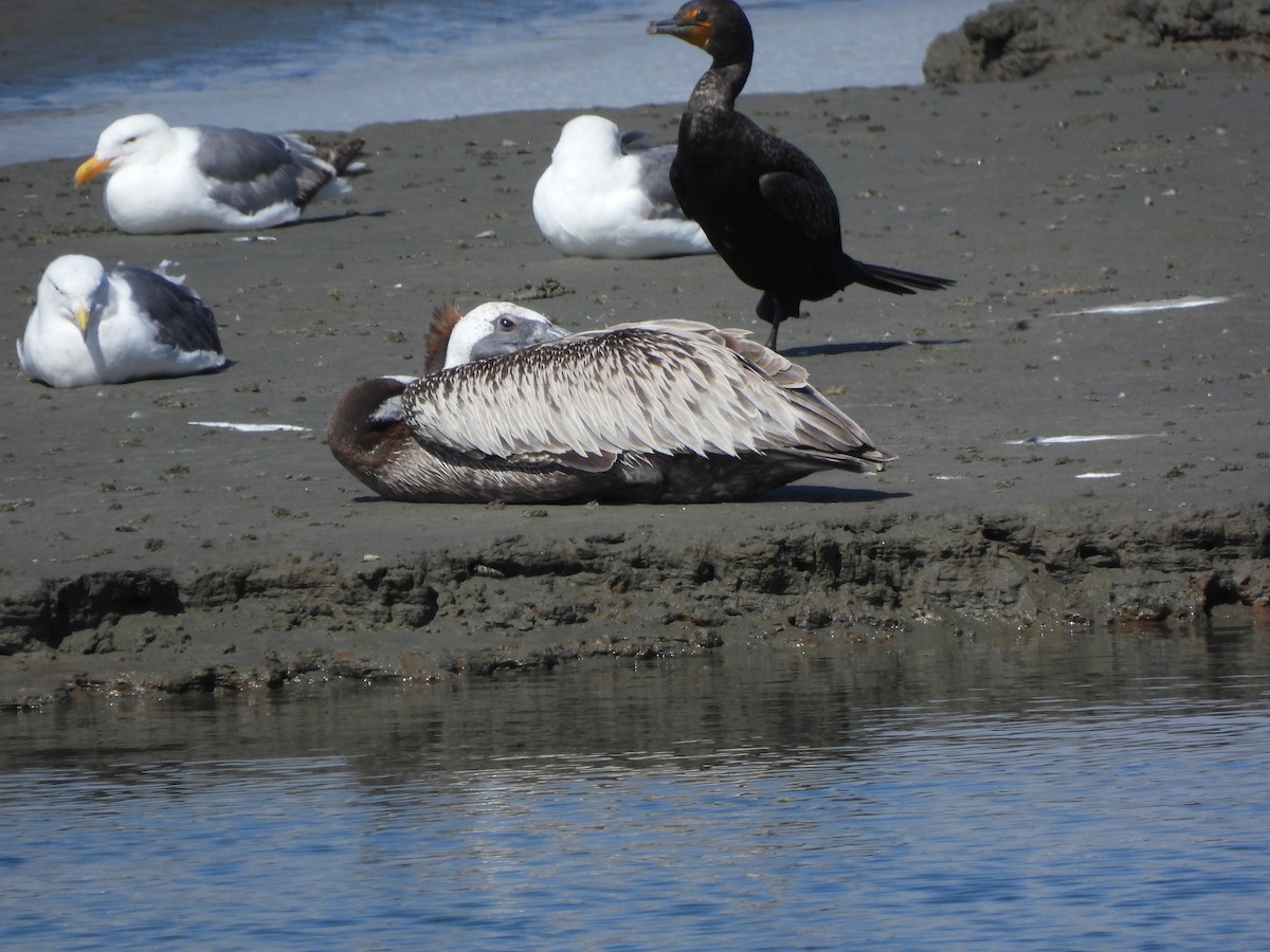 Brown Pelican - ML638631539