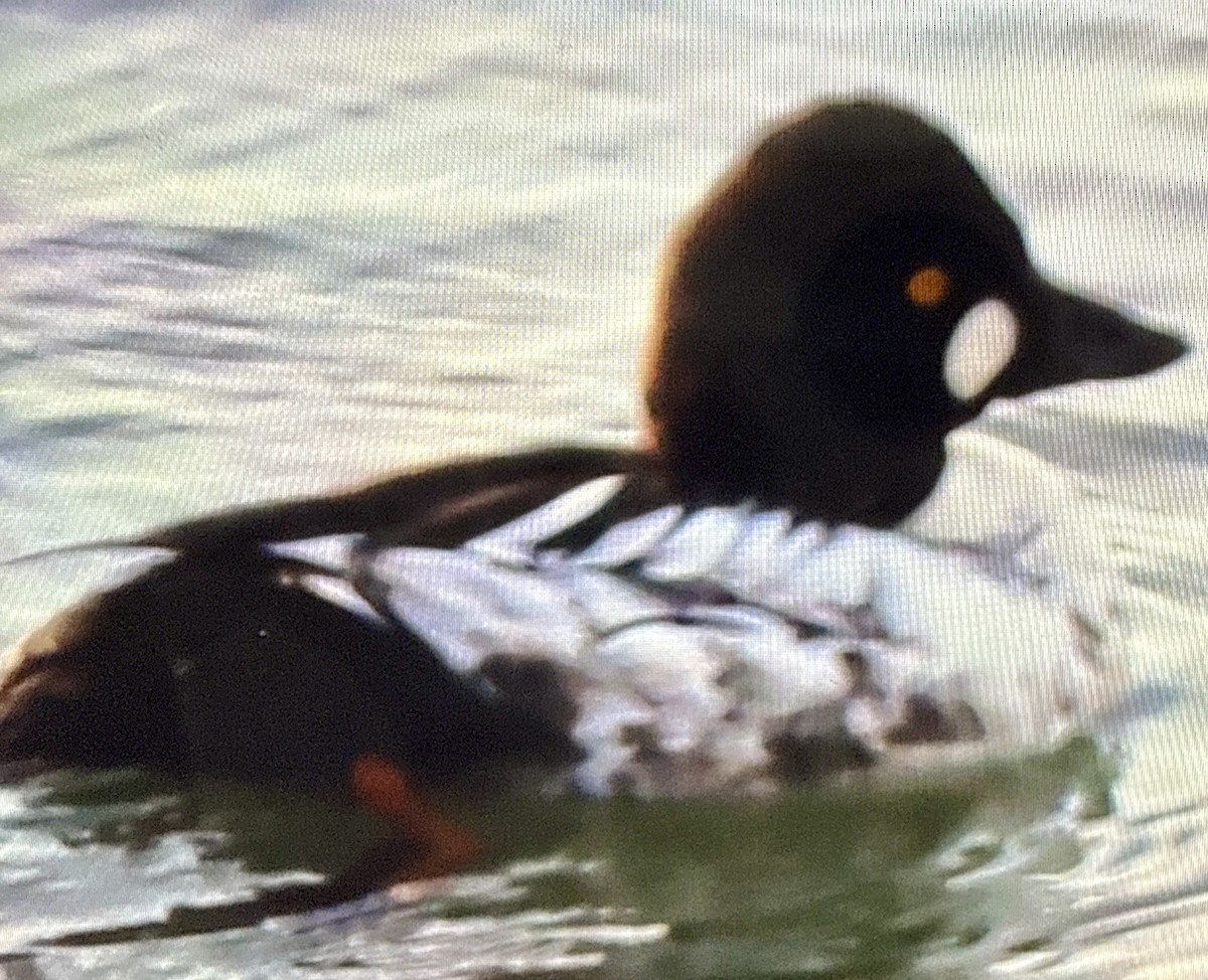 Common Goldeneye - ML638631549