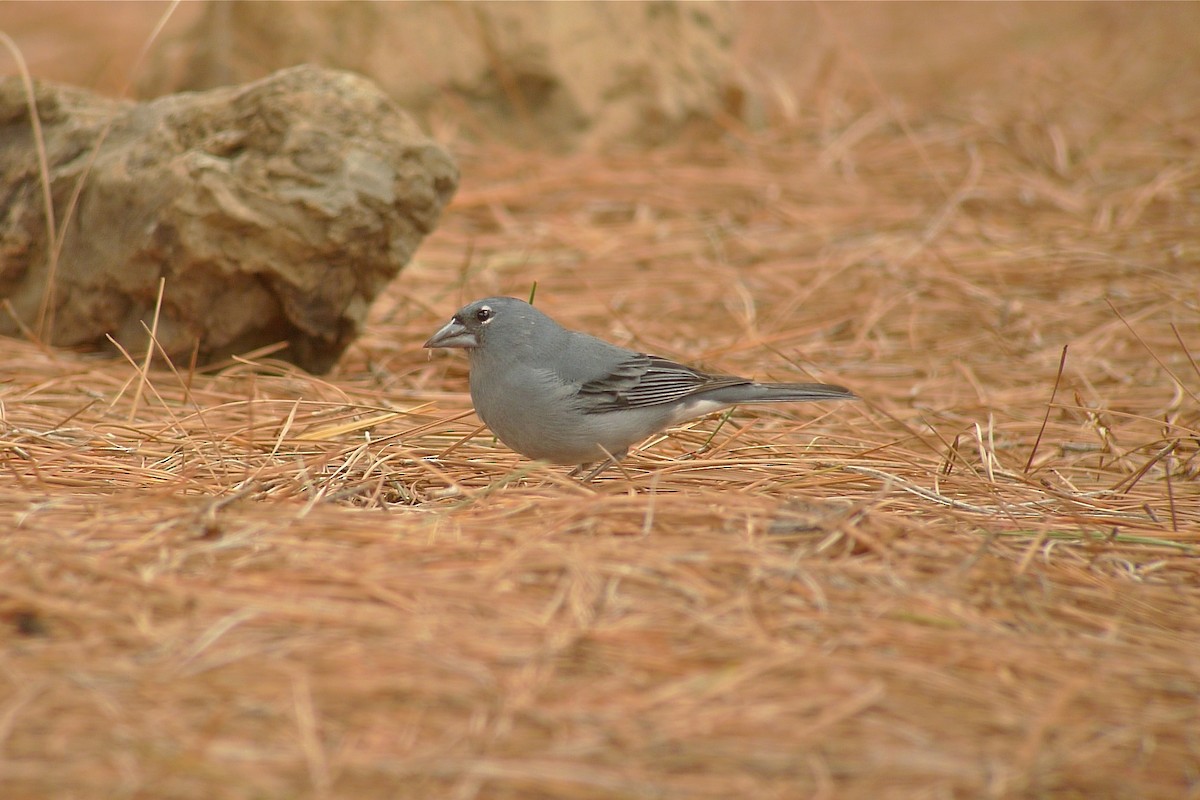 Tenerife Blue Chaffinch - ML638631552