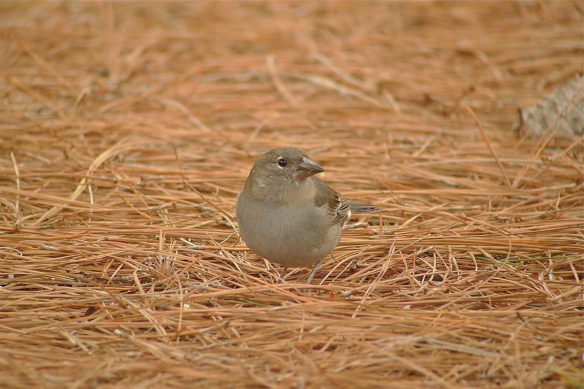 Tenerife Blue Chaffinch - ML638631556
