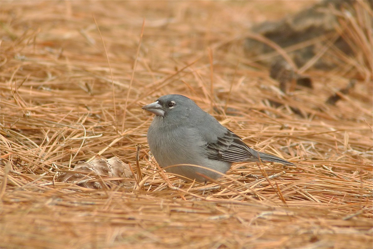 Tenerife Blue Chaffinch - ML638631562