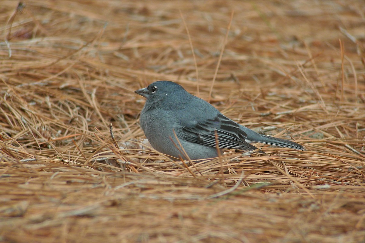 Tenerife Blue Chaffinch - ML638631565