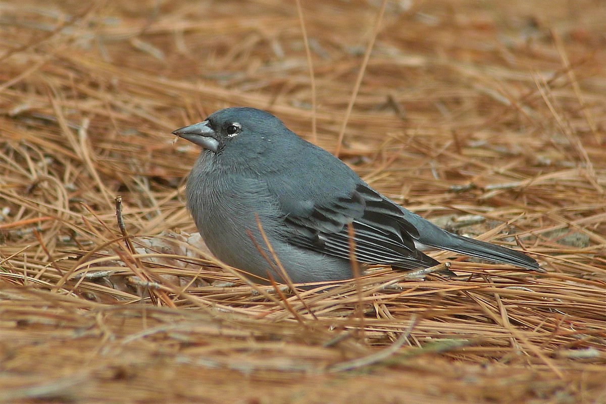 Tenerife Blue Chaffinch - ML638631570