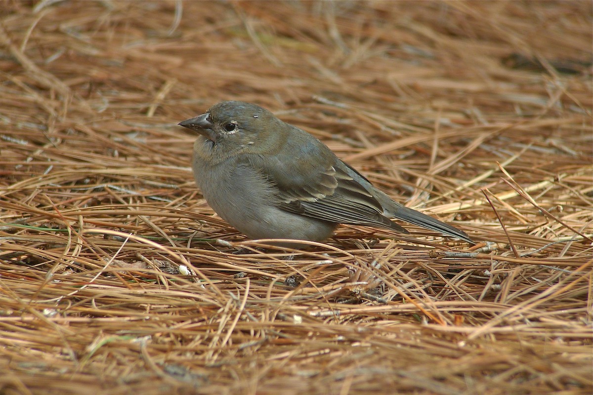 Tenerife Blue Chaffinch - ML638631573