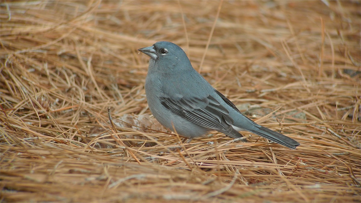 Tenerife Blue Chaffinch - ML638631574