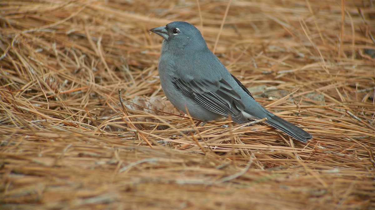 Tenerife Blue Chaffinch - ML638631577