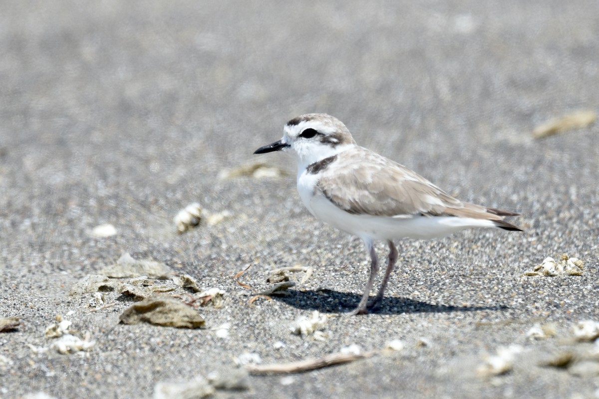 Snowy Plover - ML638631594