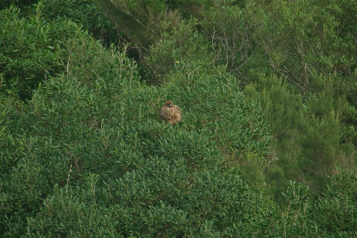 Common Buzzard (Canary Is.) - ML638631601