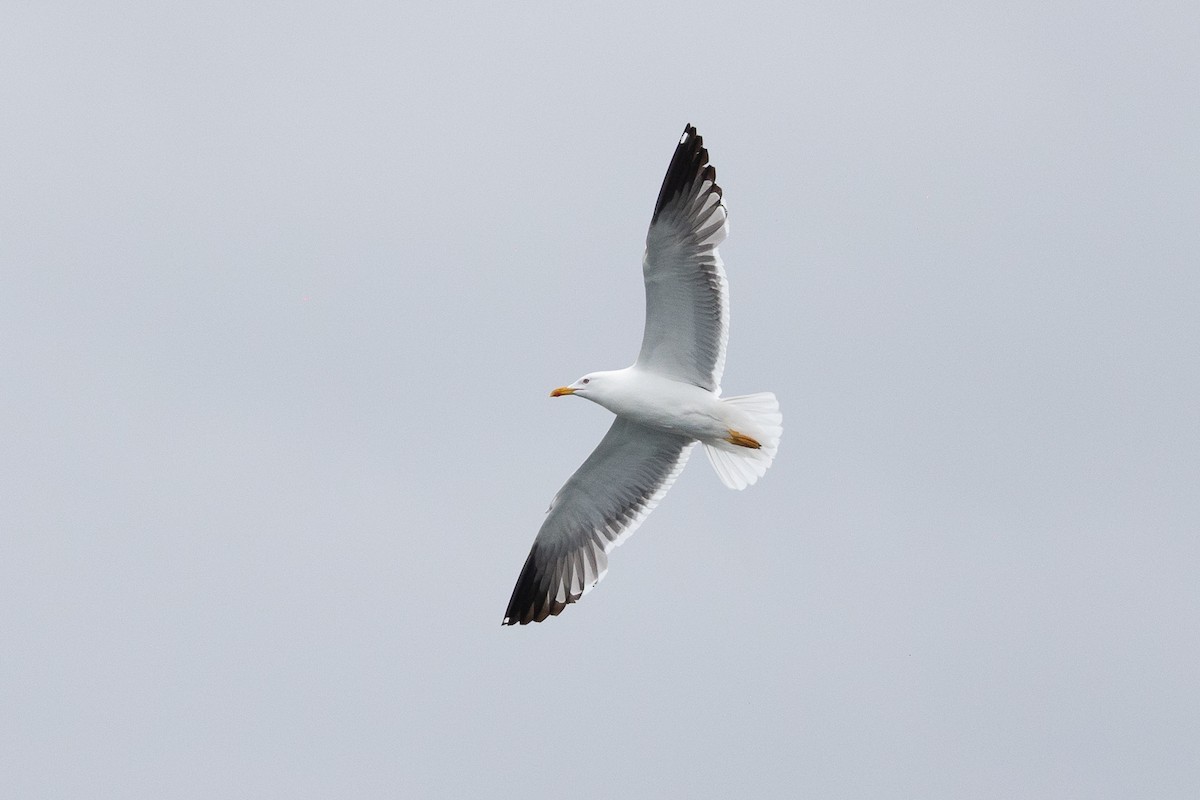 Lesser Black-backed Gull - ML638631615