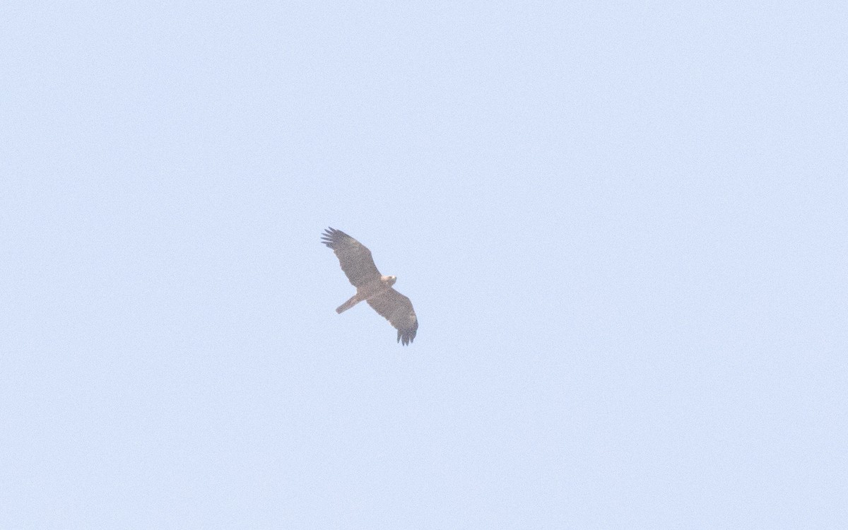 Wahlberg's Eagle - ML638631624