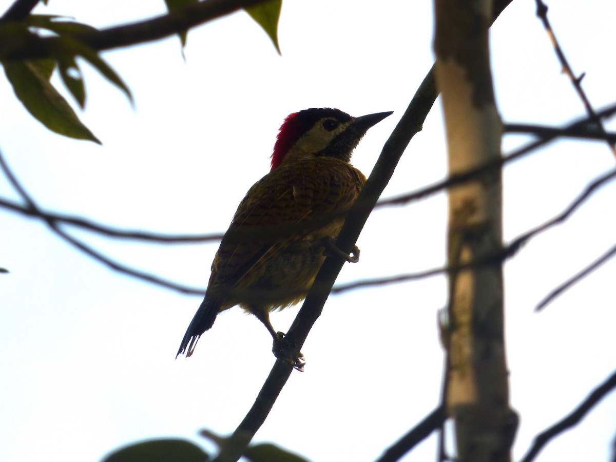 Golden-olive Woodpecker - ML638631678