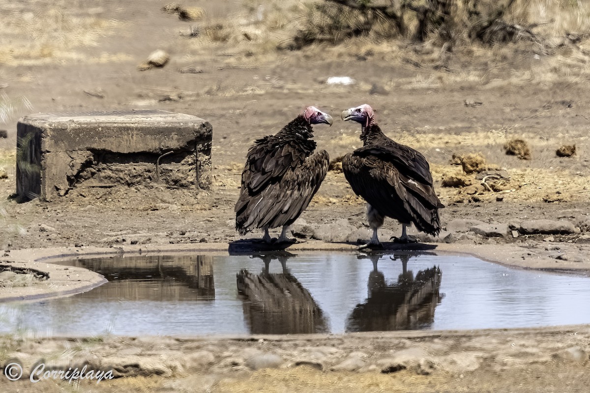 Lappet-faced Vulture - ML638631738