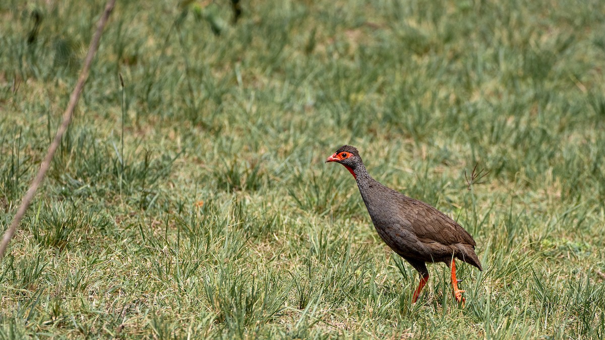 Francolin à gorge rouge - ML638631763