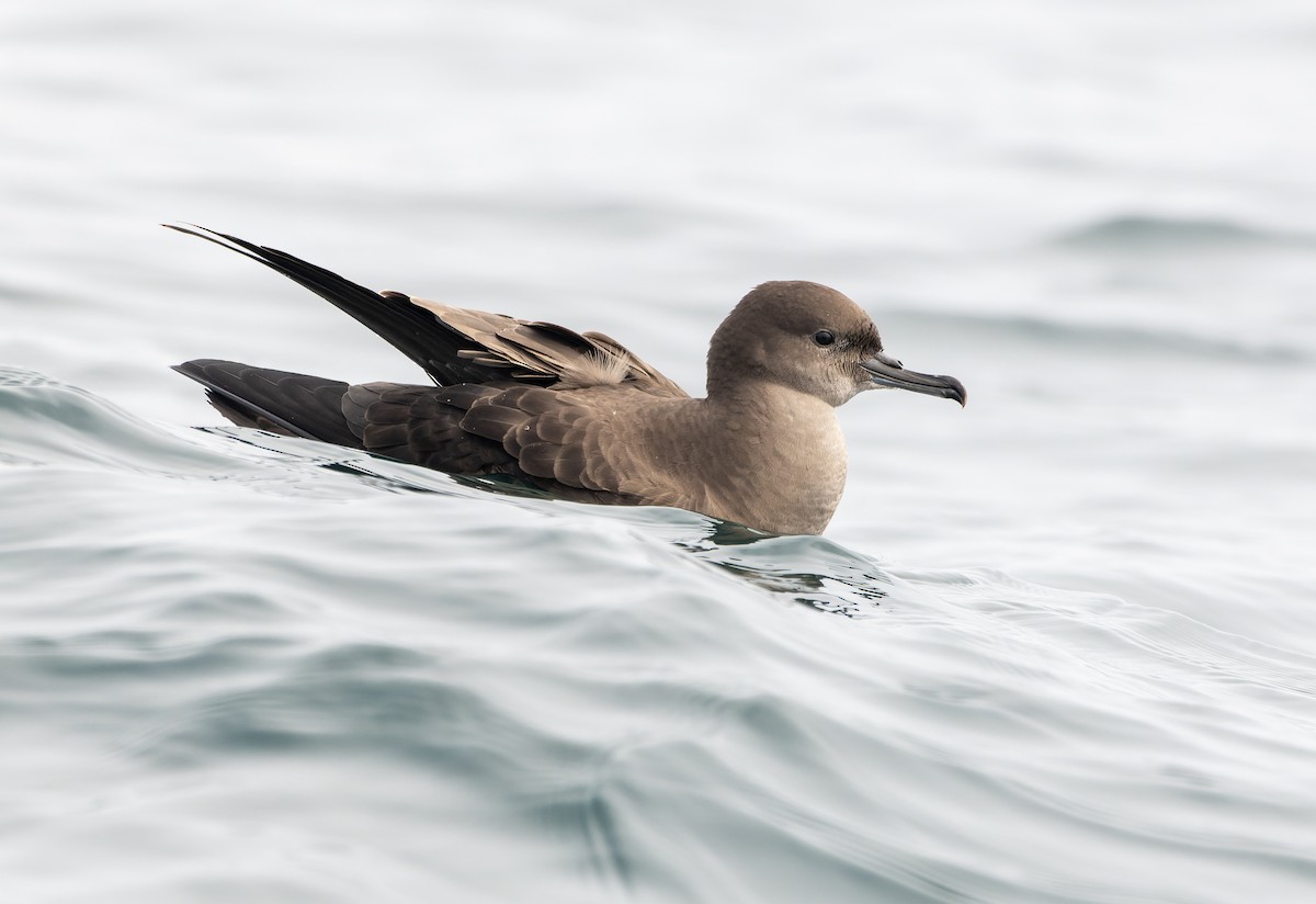Sooty Shearwater - ML638631765