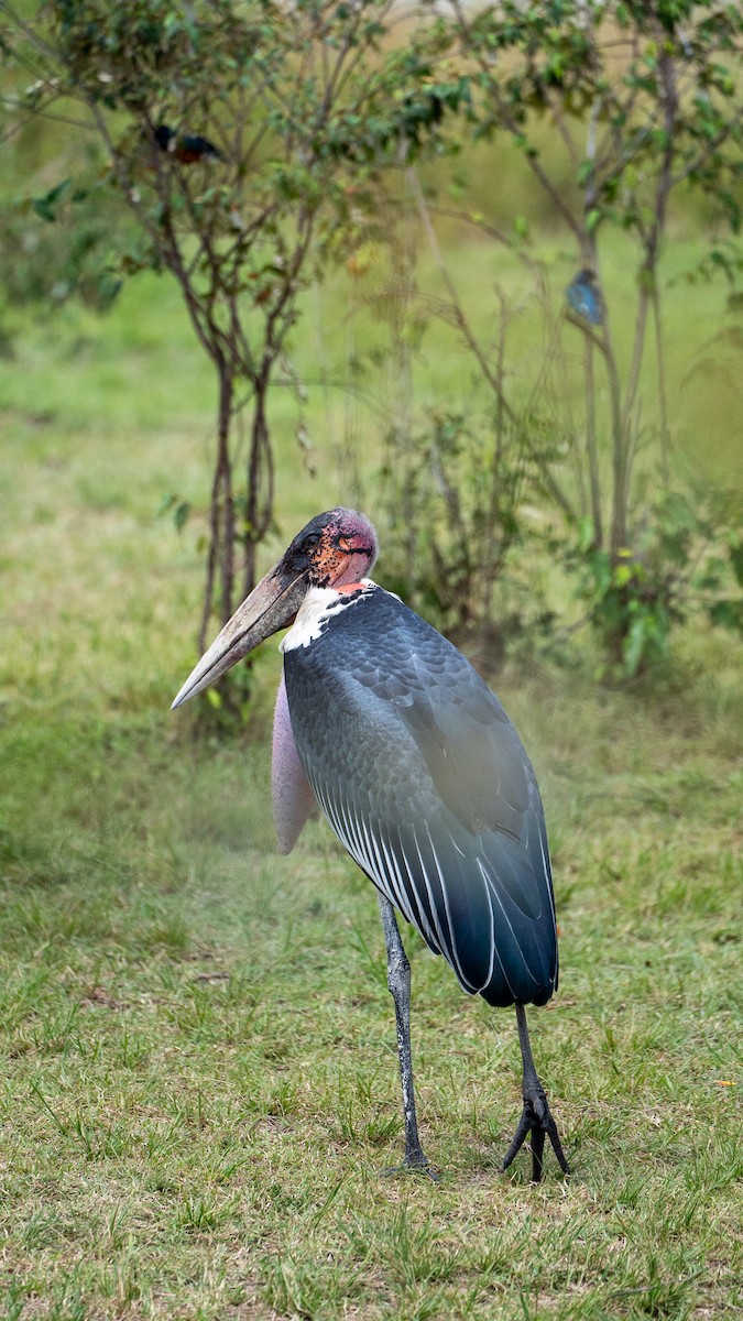 Marabou Stork - ML638631766