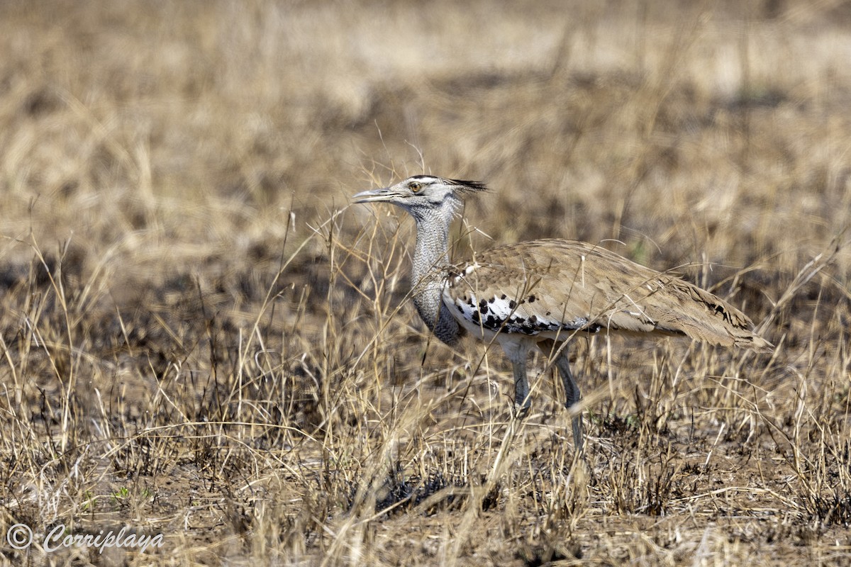 Kori Bustard - ML638631773
