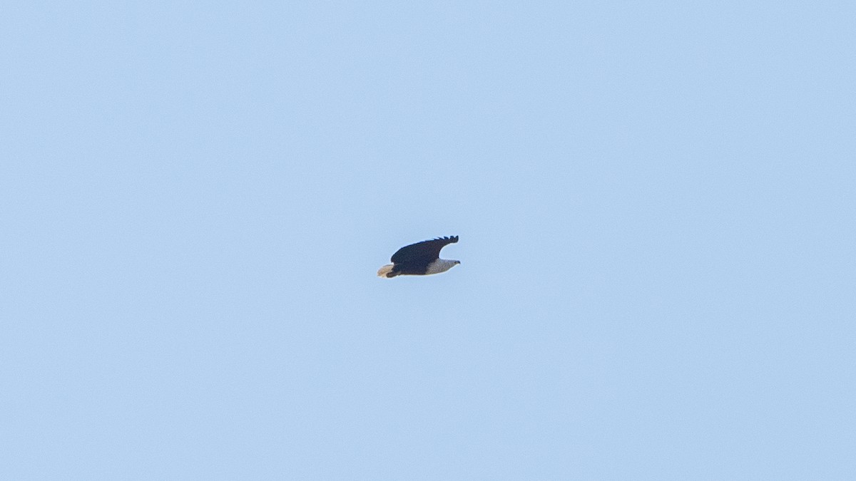 African Fish-Eagle - ML638631784