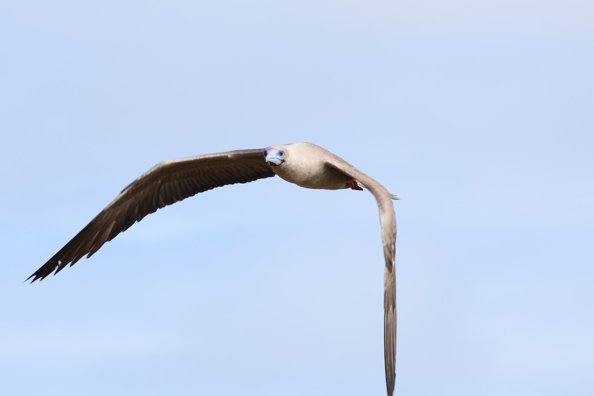 rødfotsule (websteri) - ML638631791