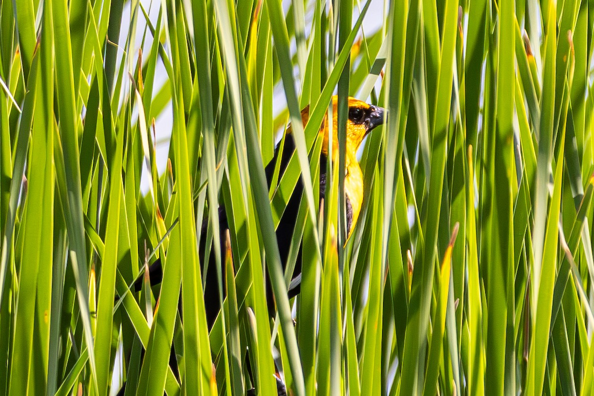 Yellow-headed Blackbird - ML638631863