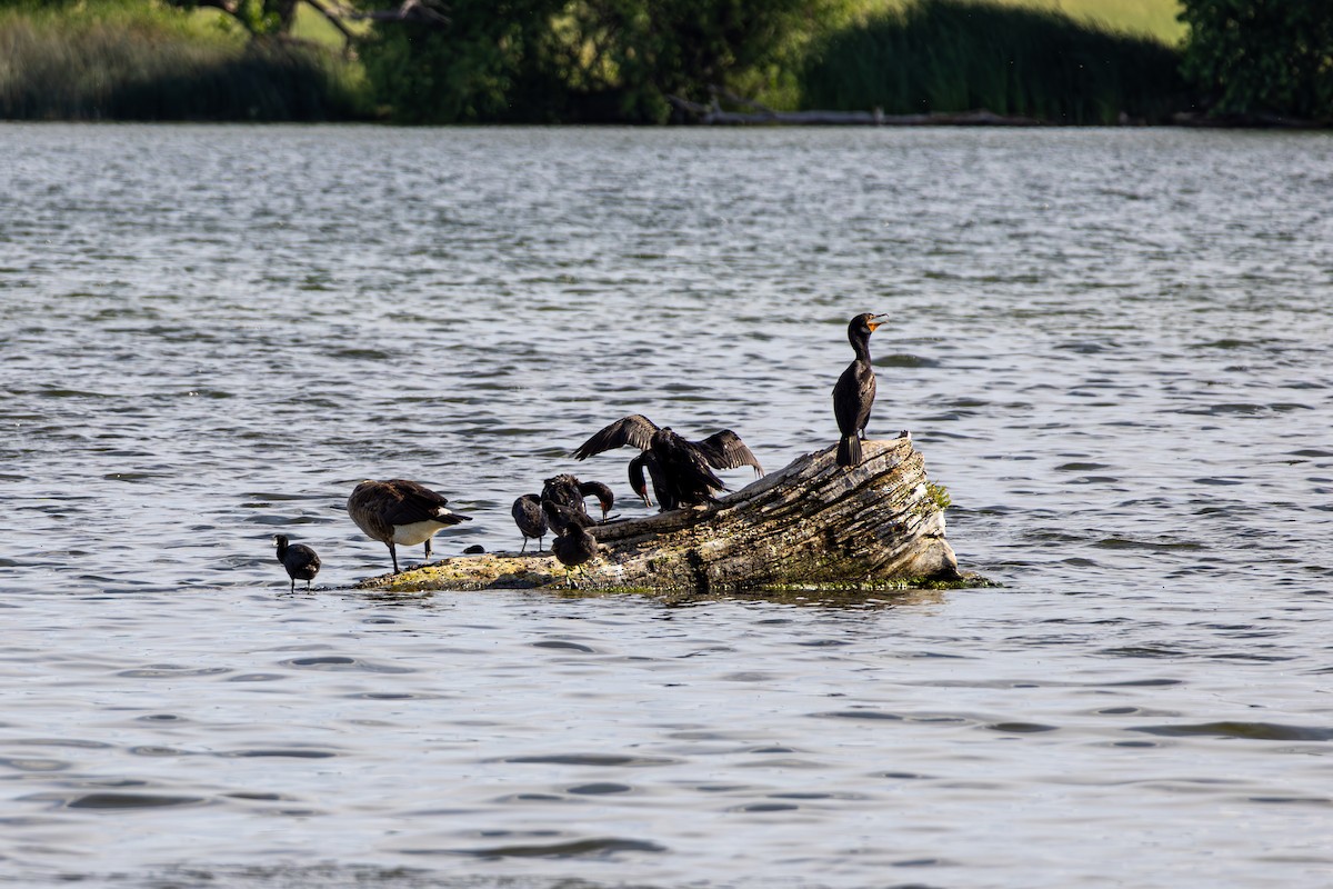 Double-crested Cormorant - ML638631870