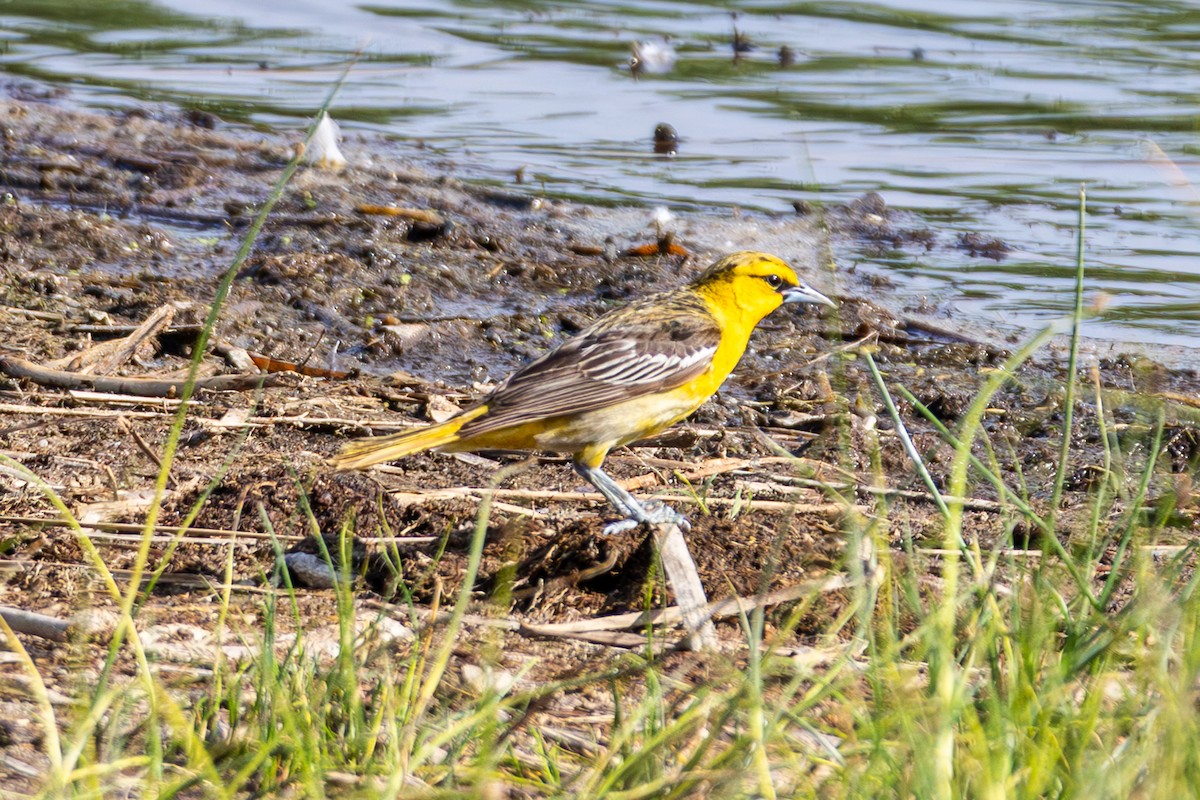 Bullock's Oriole - ML638631876