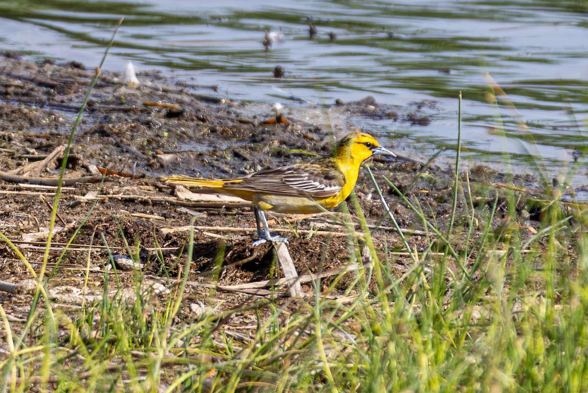 Bullock's Oriole - ML638631877
