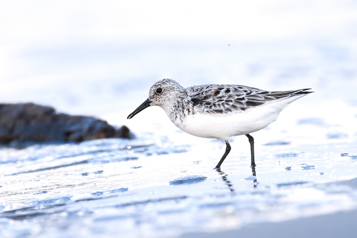 Sanderling - ML638631886