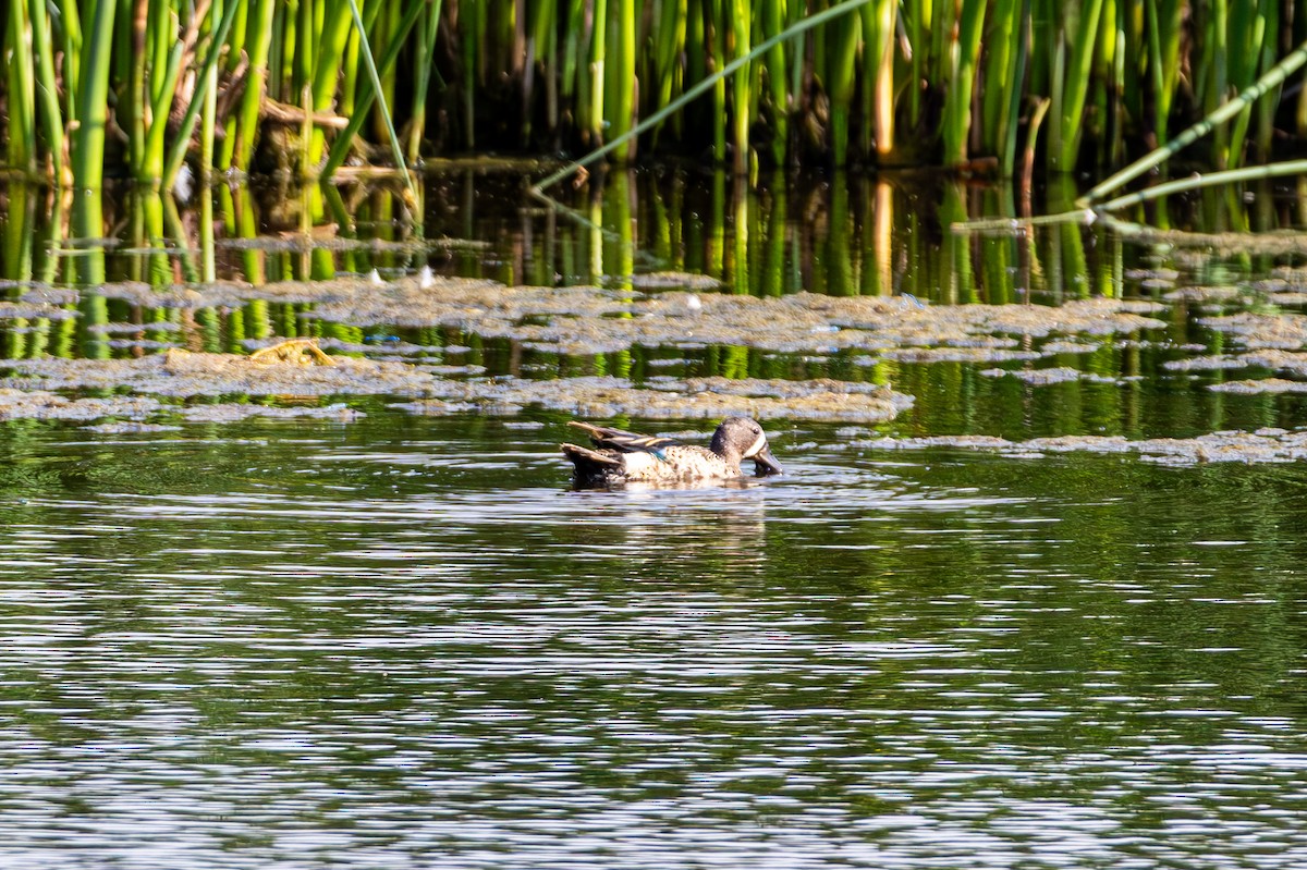 Blue-winged Teal - ML638631893