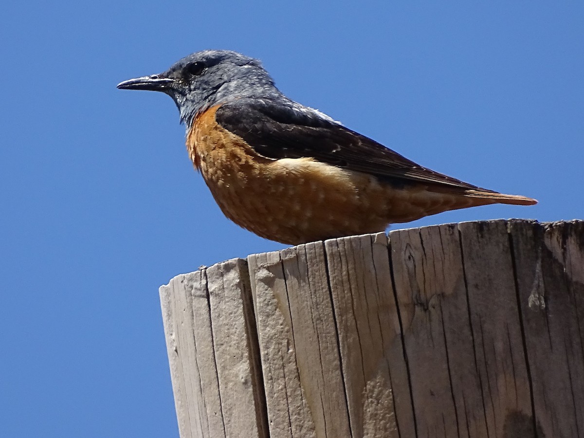 Rufous-tailed Rock-Thrush - ML638631929