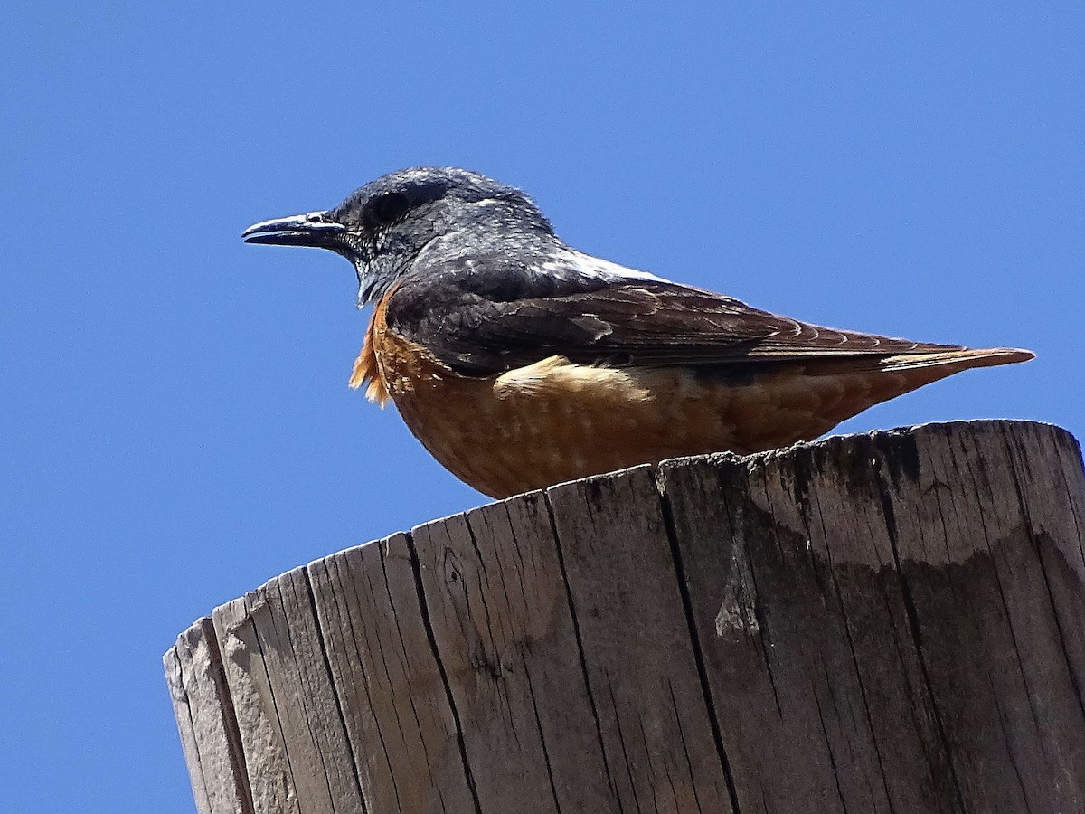 Rufous-tailed Rock-Thrush - ML638631950