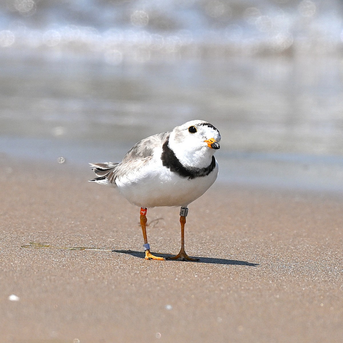Piping Plover - ML638631953