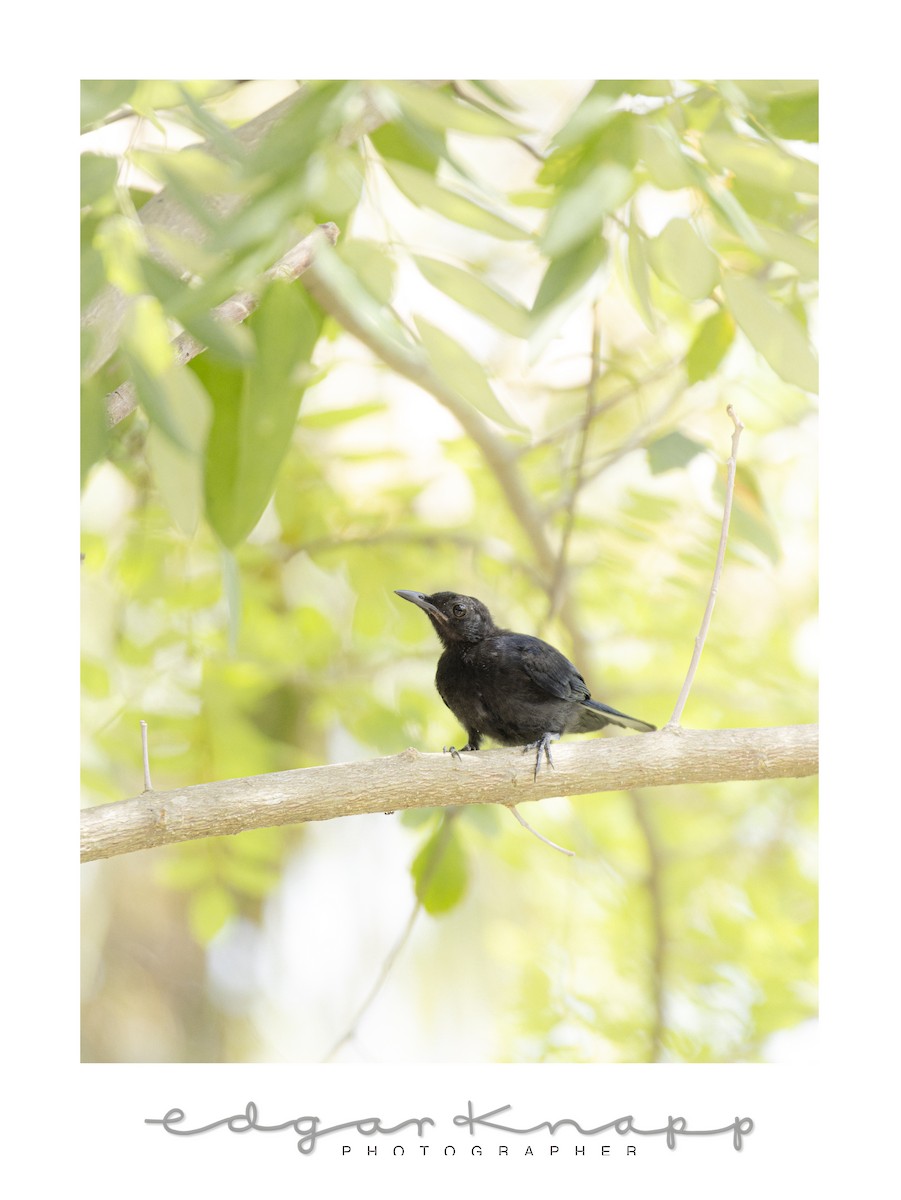 Black Catbird - ML638631968