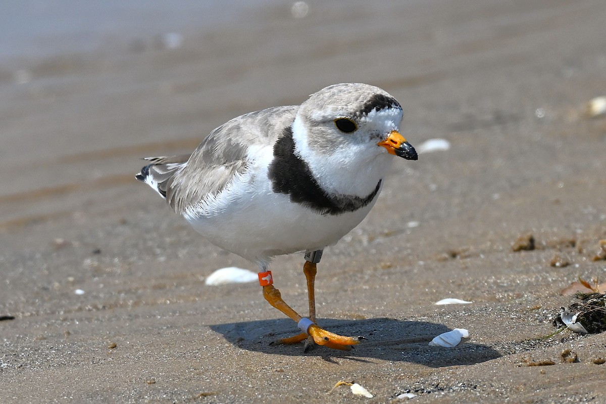 Piping Plover - ML638631977