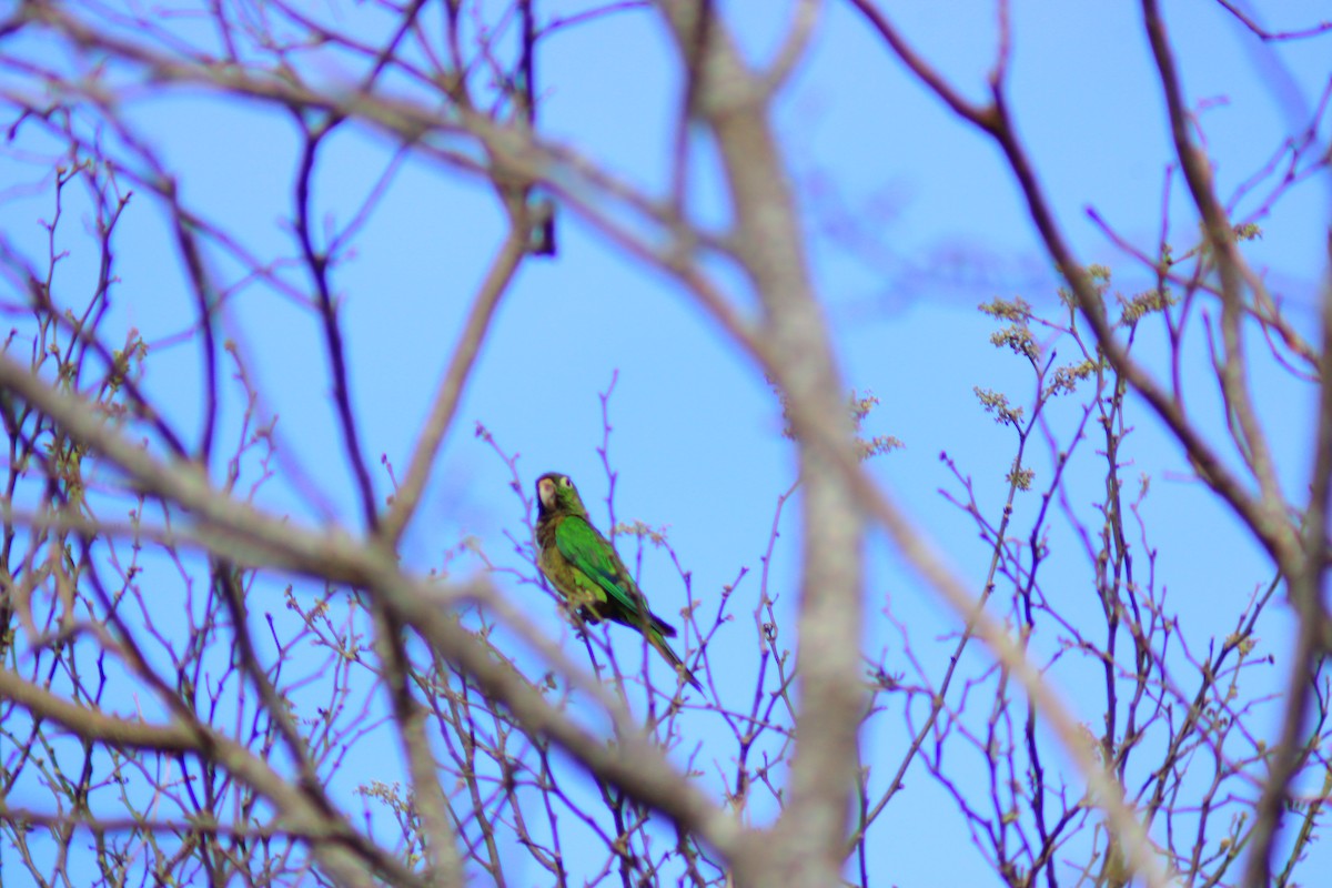 Olive-throated Parakeet - ML638631979