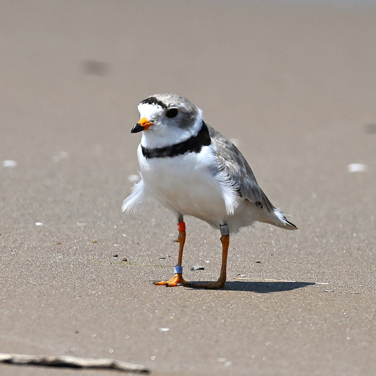 Piping Plover - ML638631989