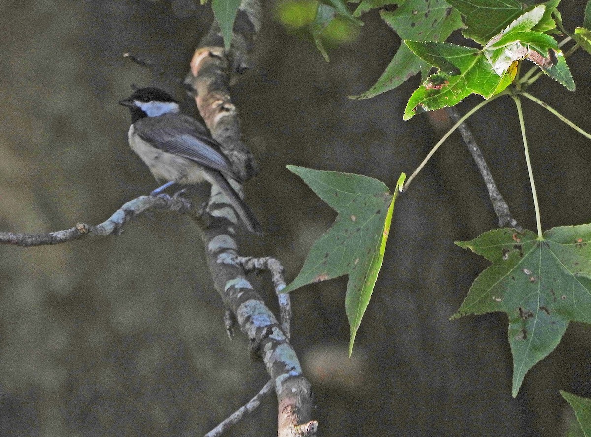 Carolina Chickadee - ML638631994