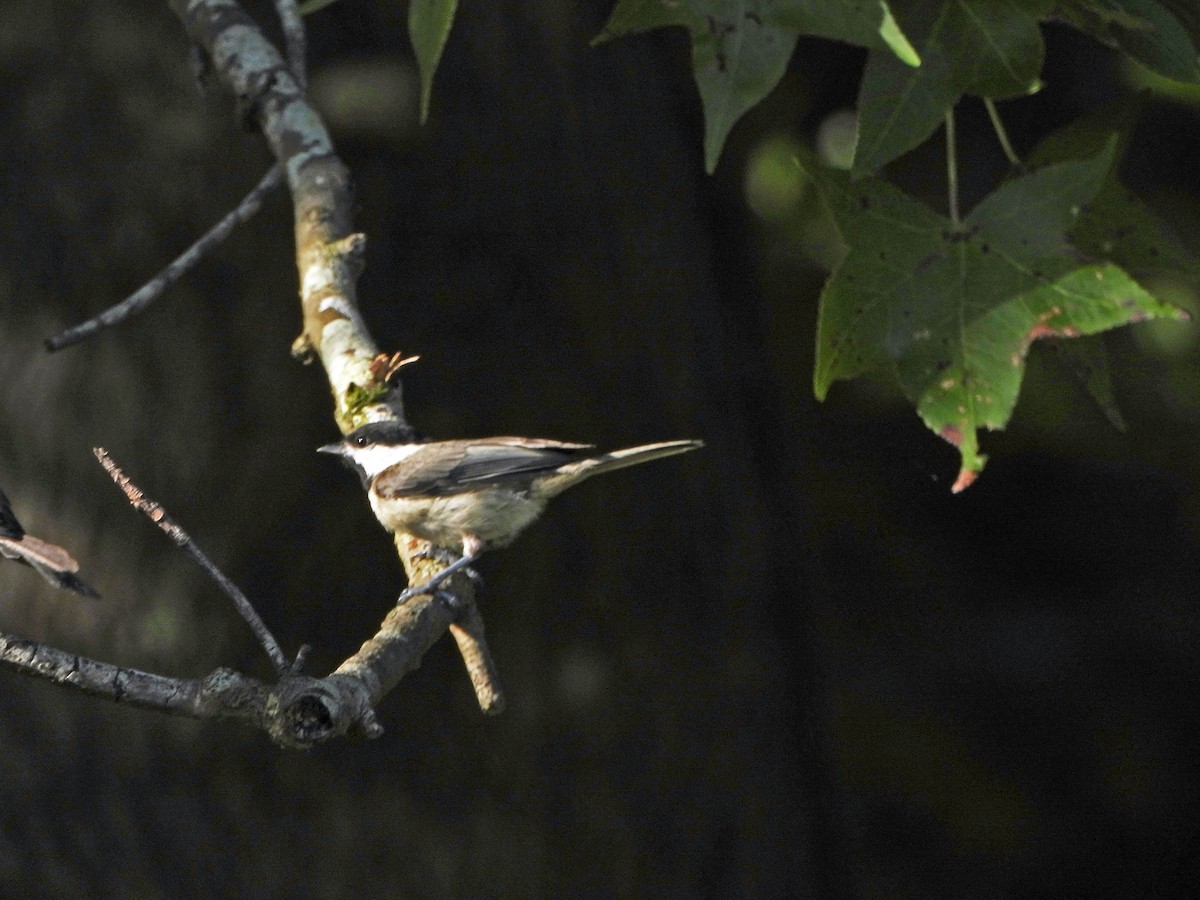 Carolina Chickadee - ML638631995