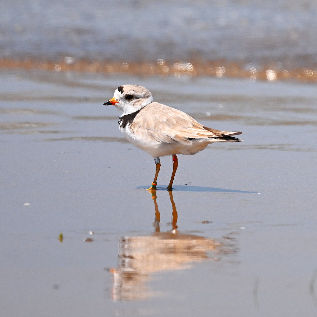 Piping Plover - ML638632000