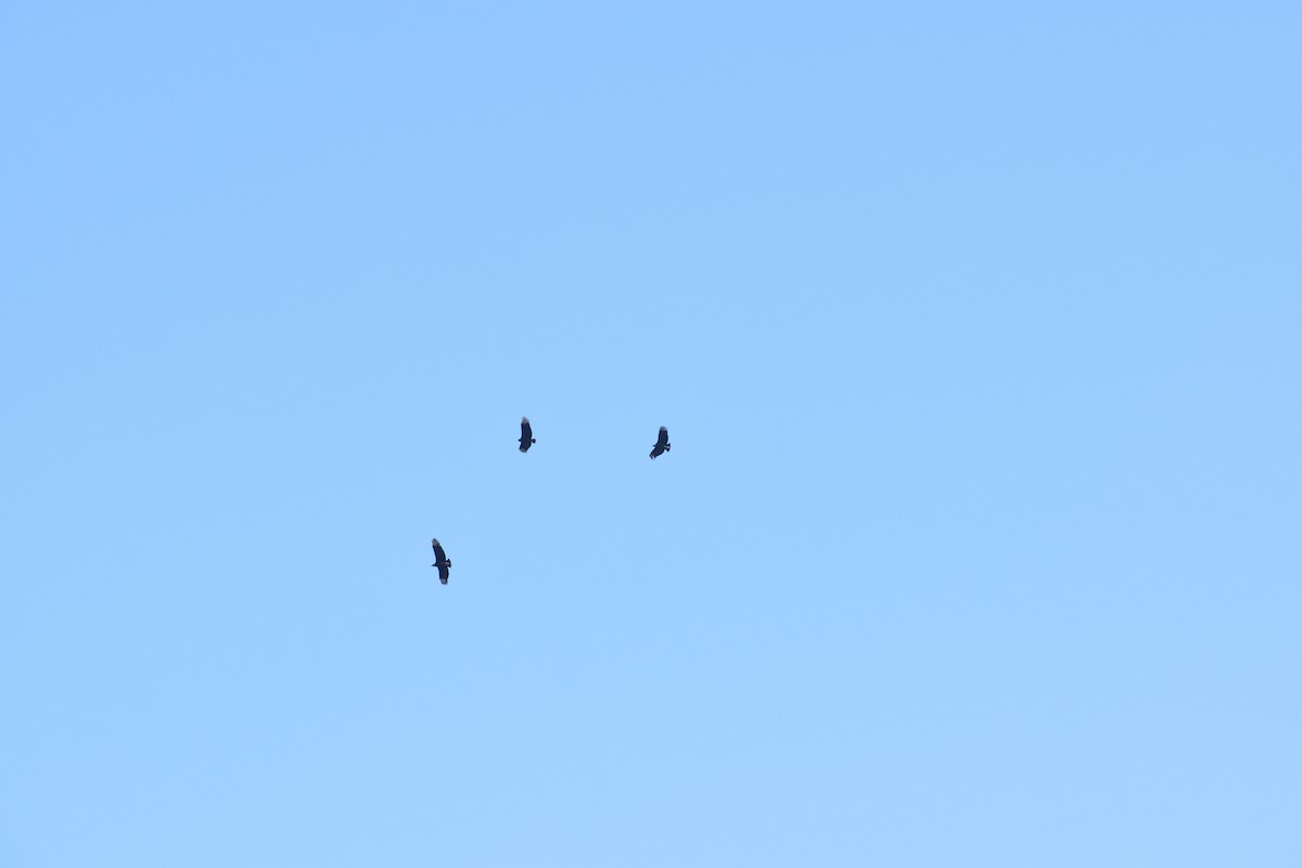 Black Vulture - ML638632002