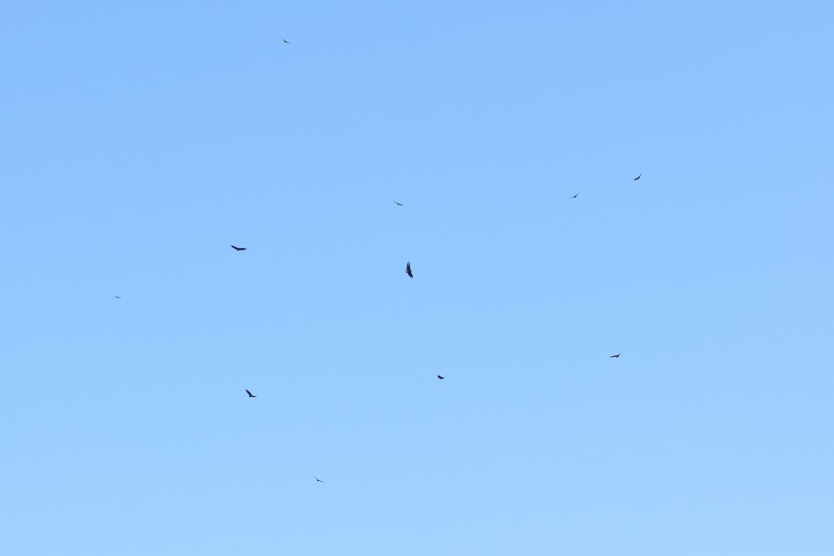 Black Vulture - ML638632003