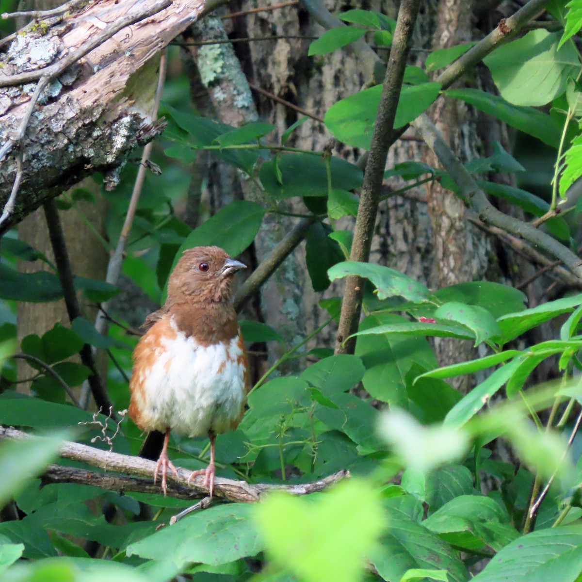Eastern Towhee - Donald Slick