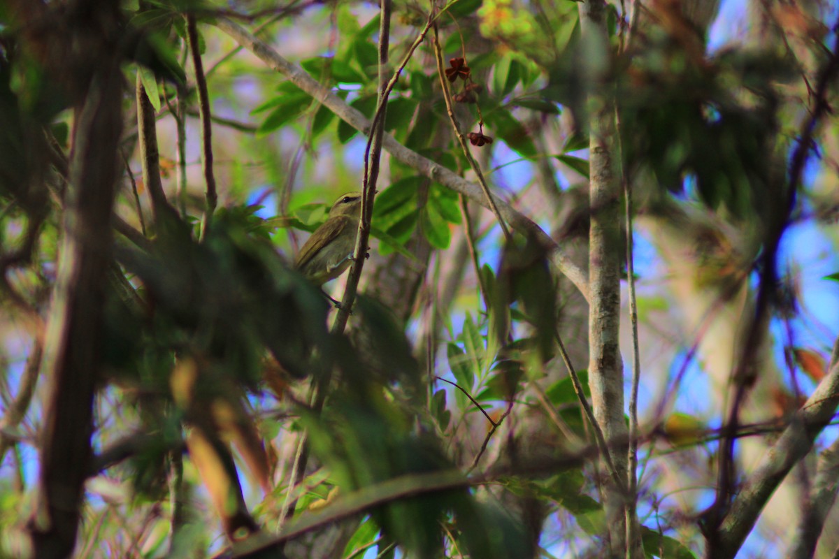 Yucatan Vireo - ML638632037