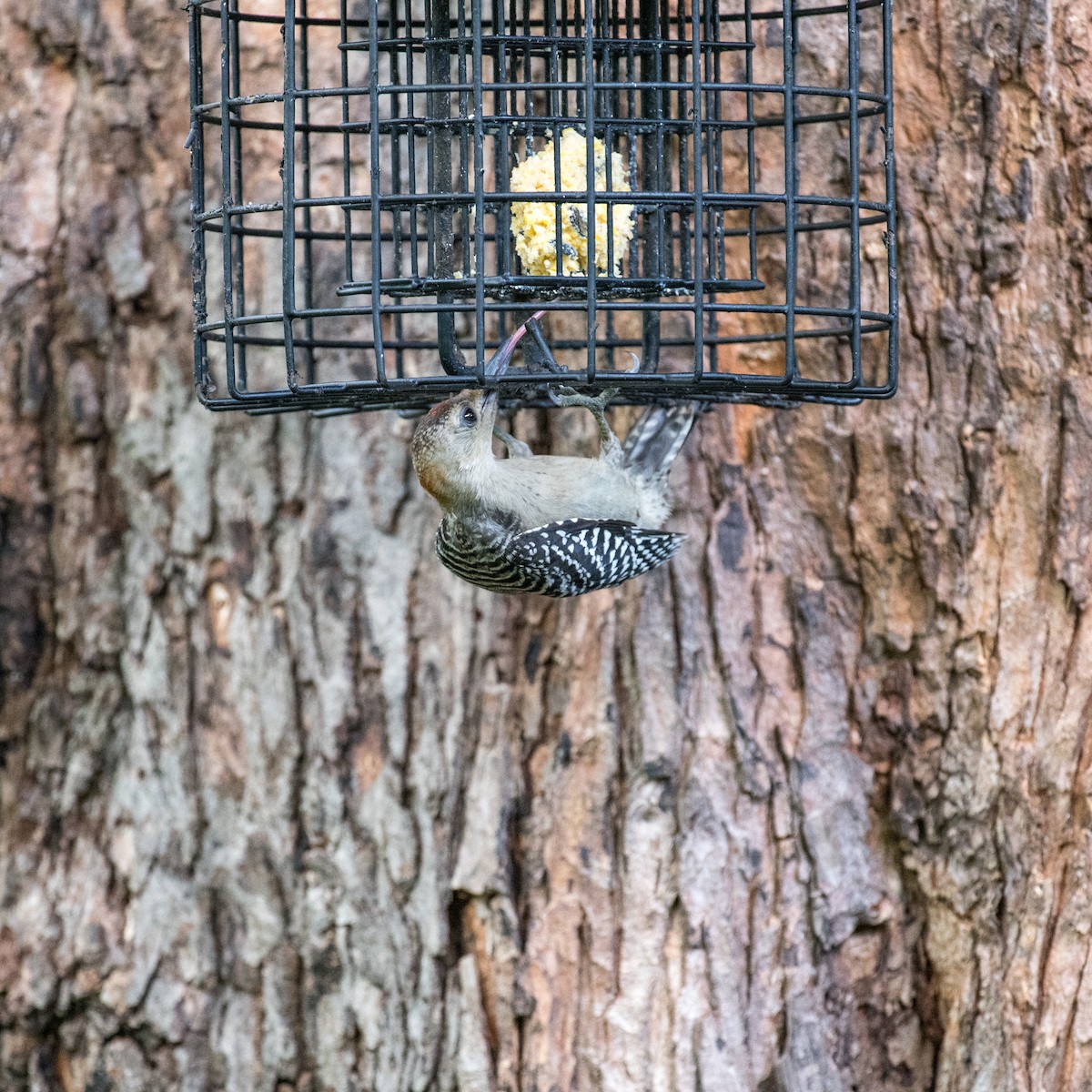 Red-bellied Woodpecker - ML638632050