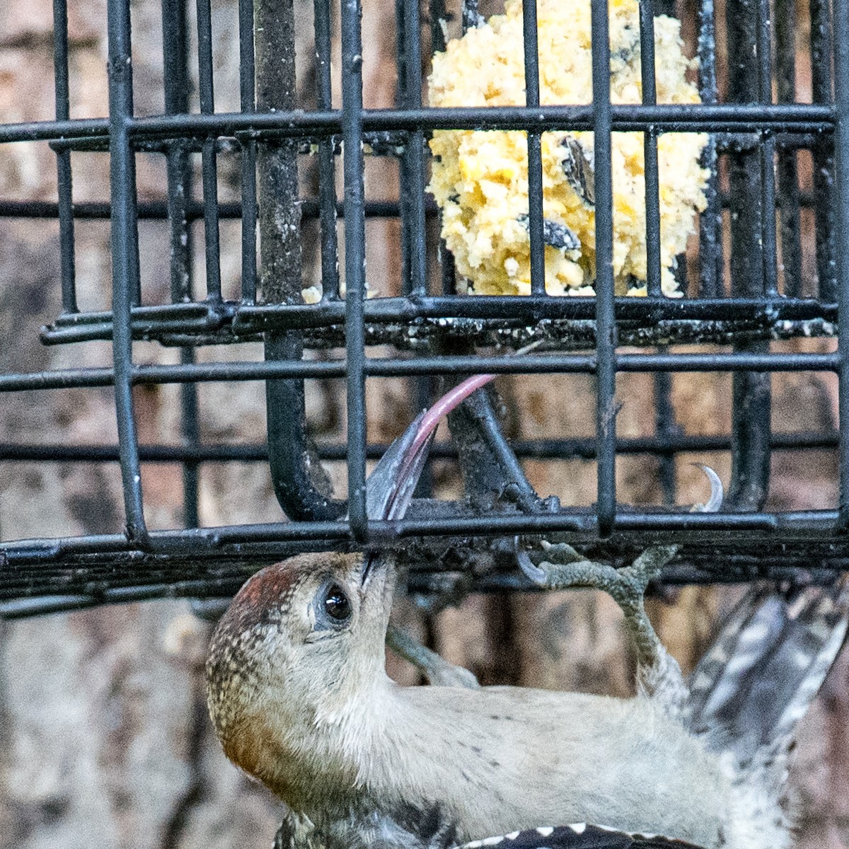 Red-bellied Woodpecker - ML638632055