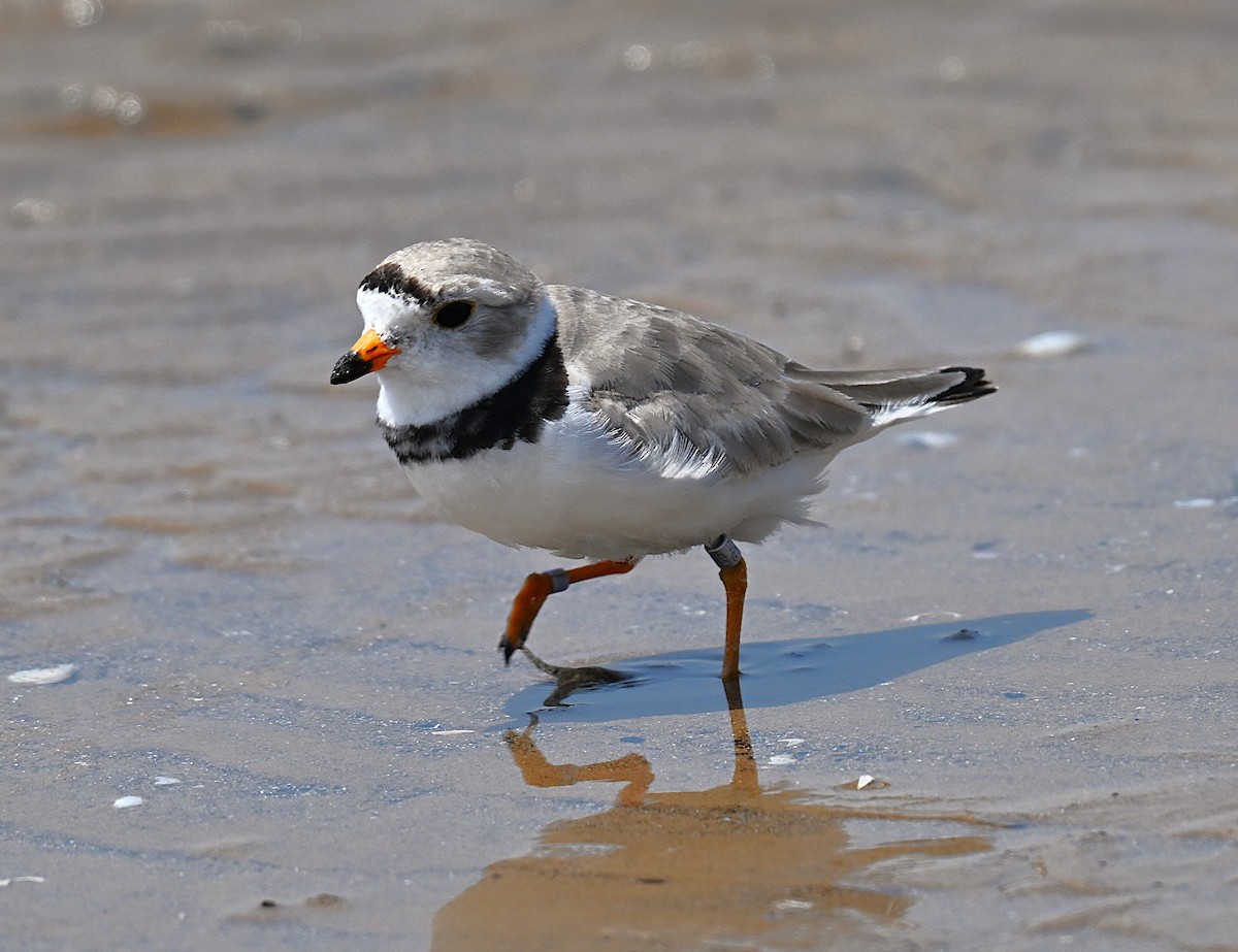 Piping Plover - ML638632060