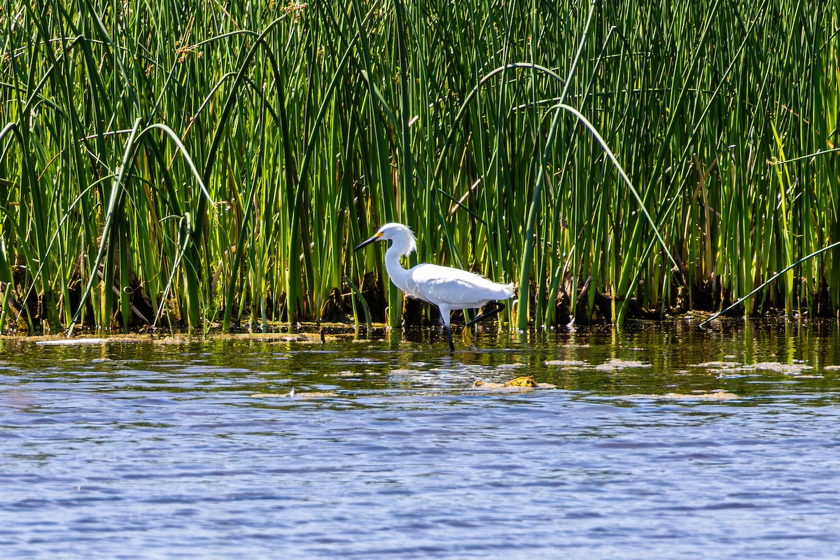 Snowy Egret - ML638632067