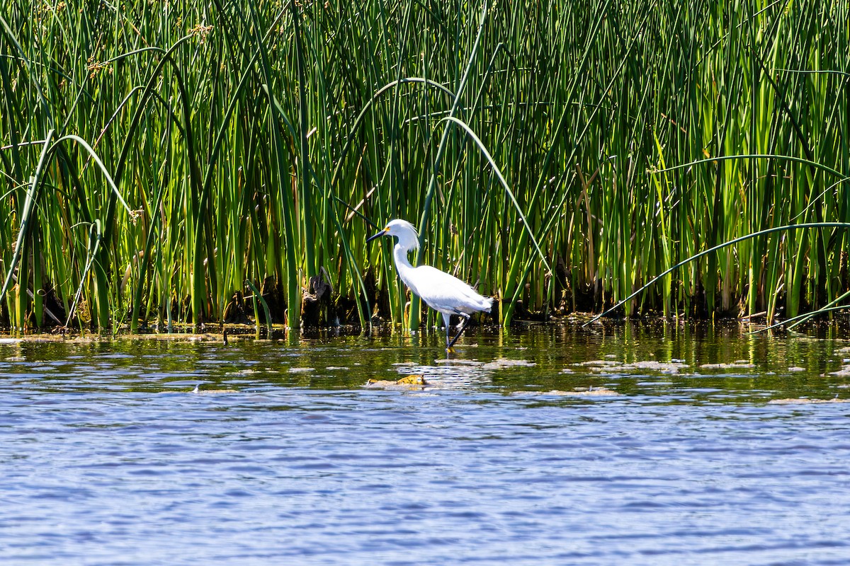 Snowy Egret - ML638632072