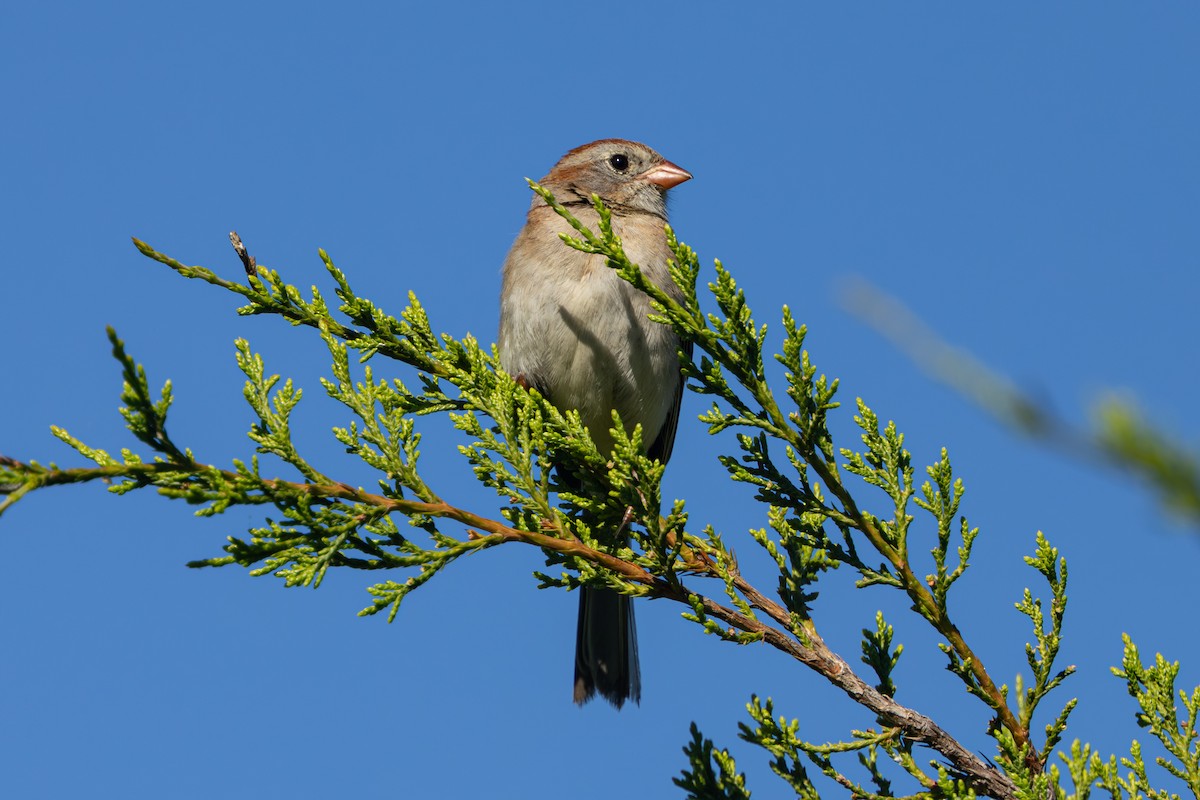 Field Sparrow - ML638632078