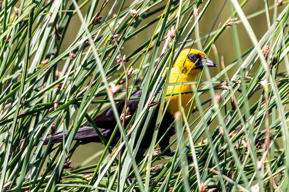 Yellow-headed Blackbird - ML638632098